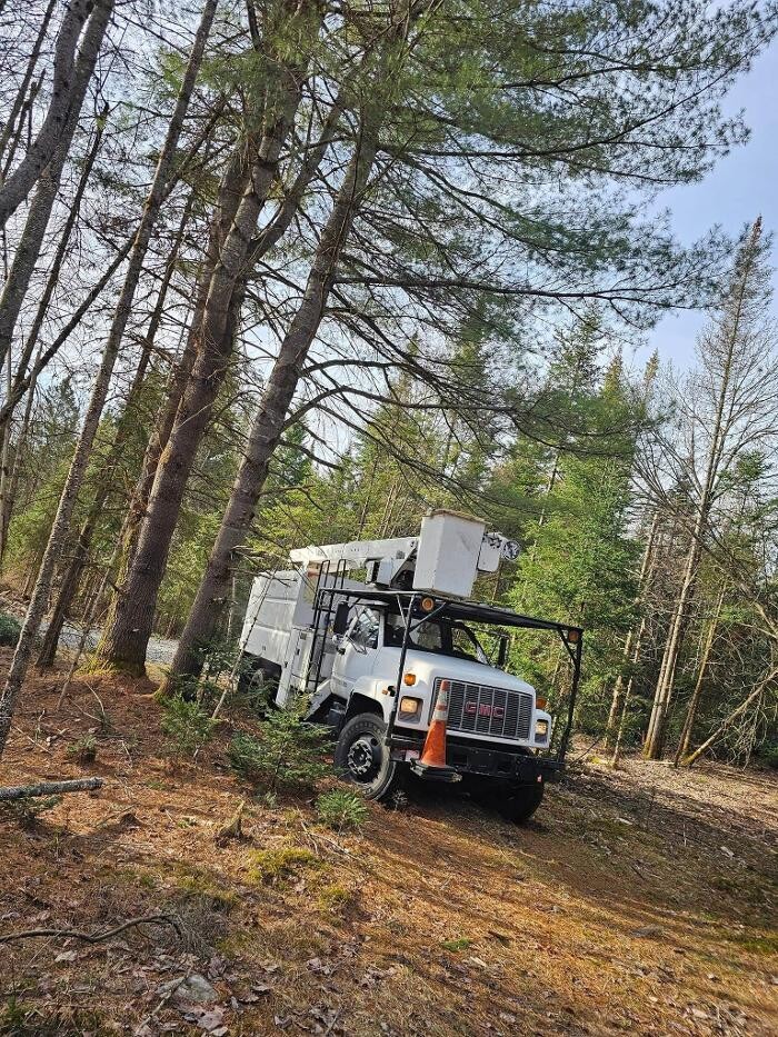 Images Service d'arbres Woodland