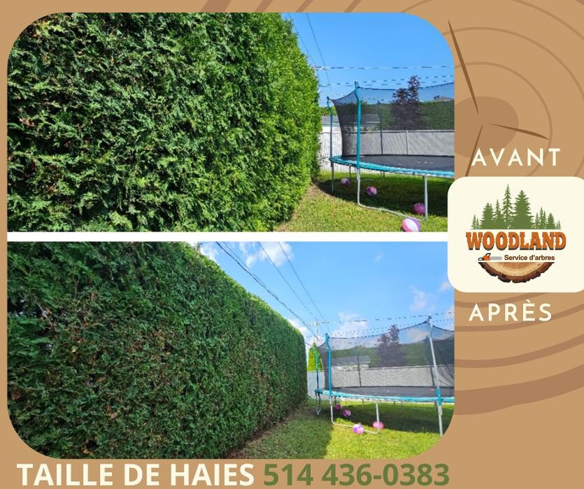 Images Service d'arbres Woodland