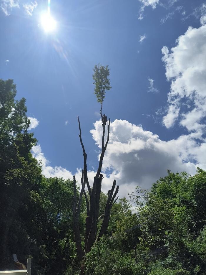 Images knotty tree care
