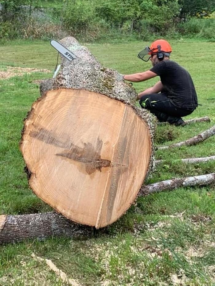 Images knotty tree care
