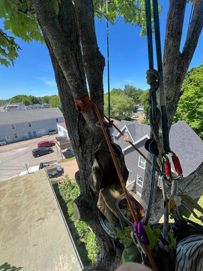 Images knotty tree care