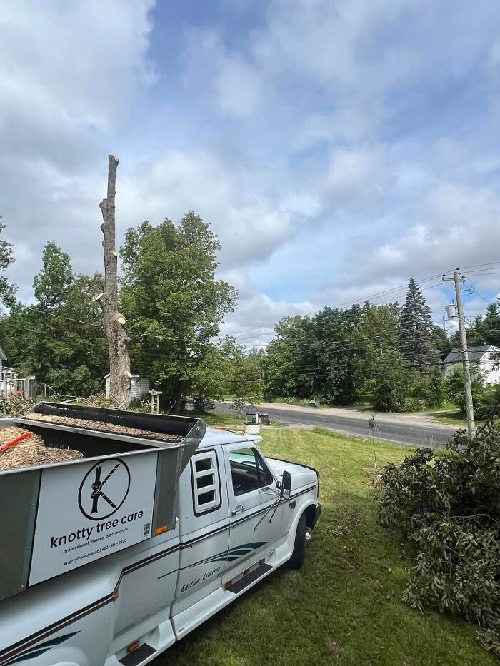 Images knotty tree care