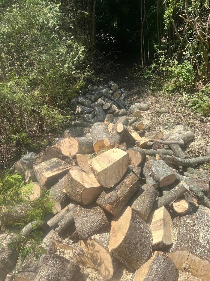 Images knotty tree care