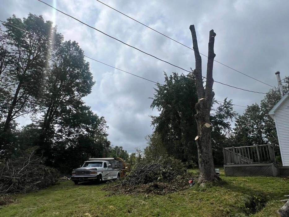 Images knotty tree care