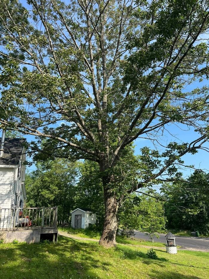 Images knotty tree care