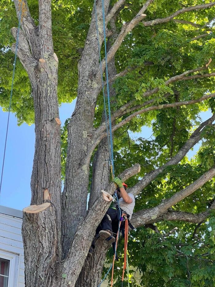 Images knotty tree care