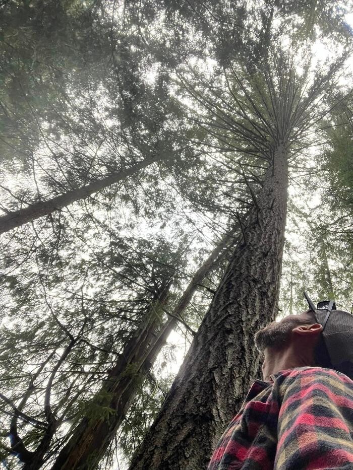 Images knotty tree care