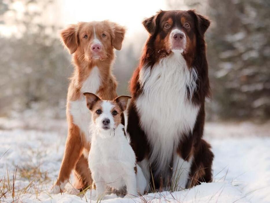 Images Pet Friendly House