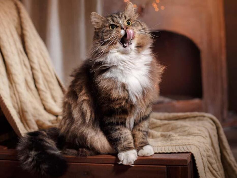 Images Pet Friendly House