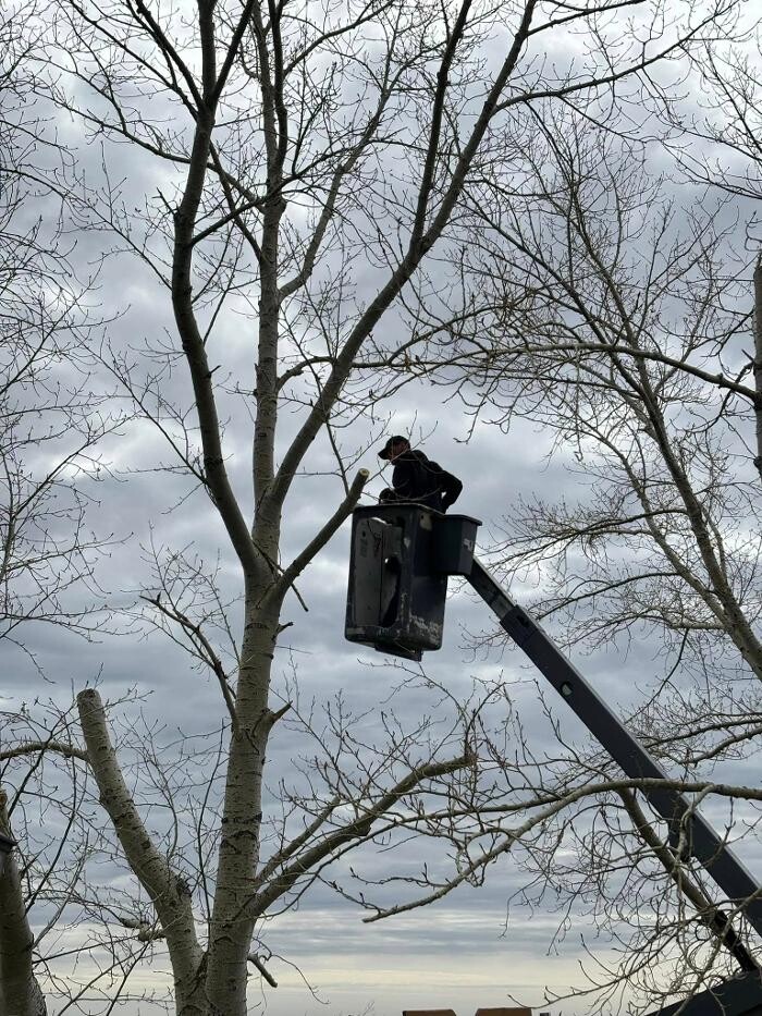 Images Spikes Tree Hugging Services