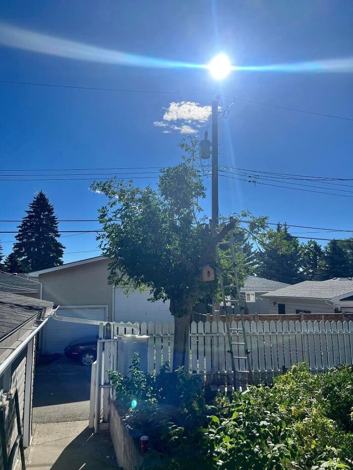 Images Spikes Tree Hugging Services