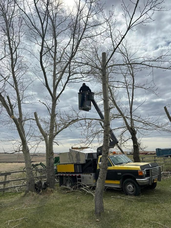 Images Spikes Tree Hugging Services