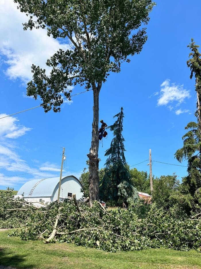 Images Spikes Tree Hugging Services