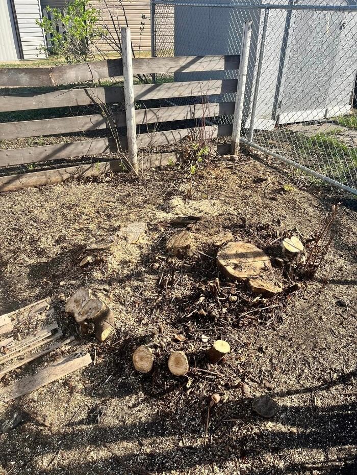 Images Spikes Tree Hugging Services