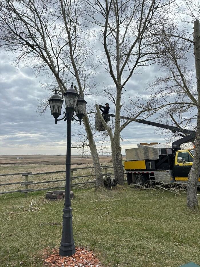 Images Spikes Tree Hugging Services