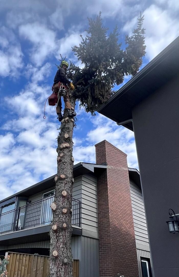 Images Spikes Tree Hugging Services