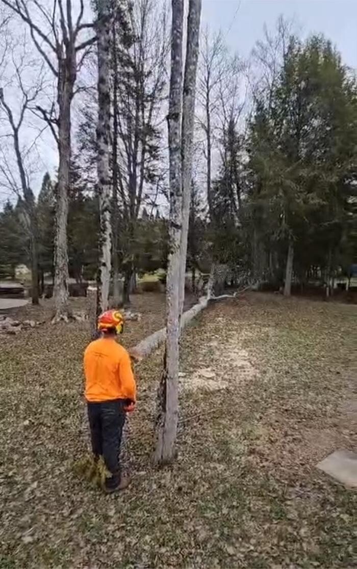 Images T.T.T Tree Care Property Maintenance