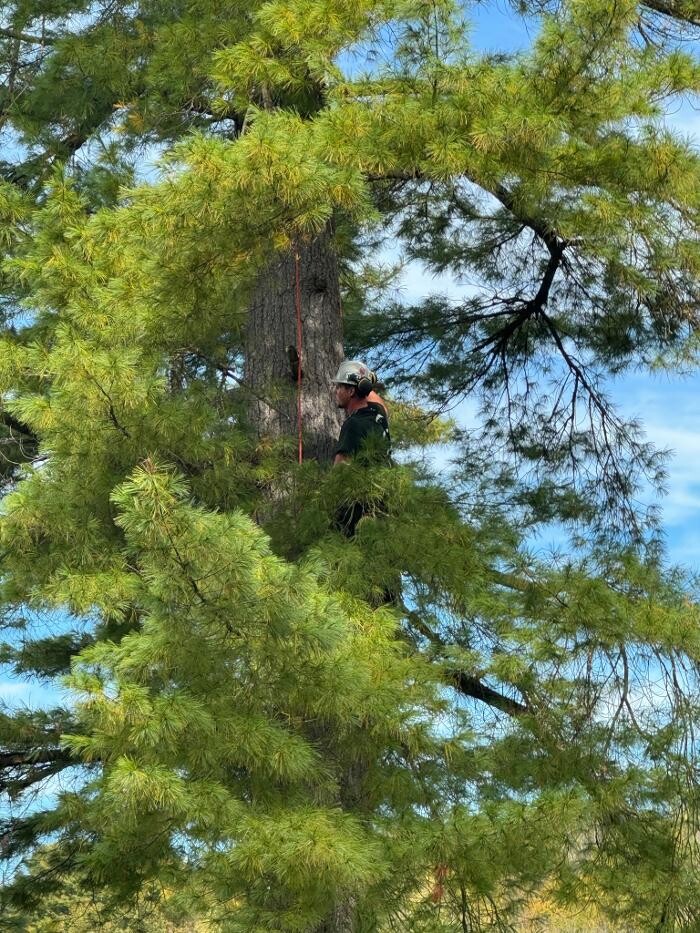 Images T.T.T Tree Care Property Maintenance