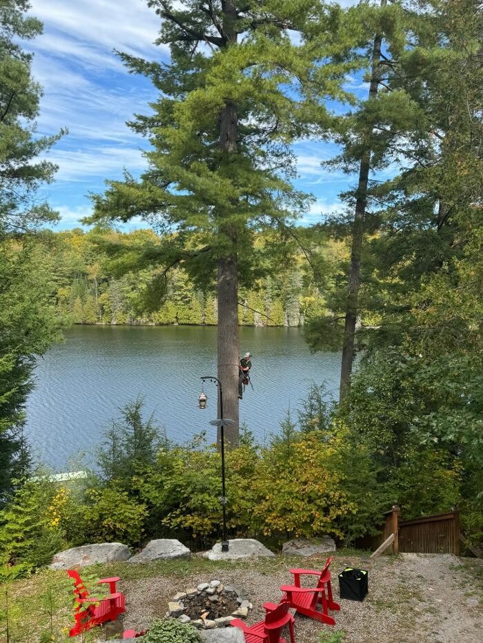 Images T.T.T Tree Care Property Maintenance