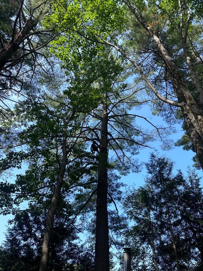 Images T.T.T Tree Care Property Maintenance