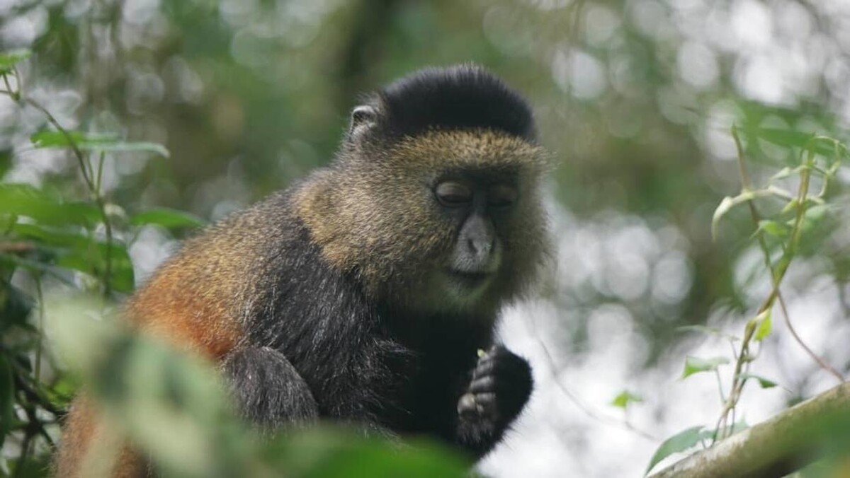 Images African Safaris Pro Tours