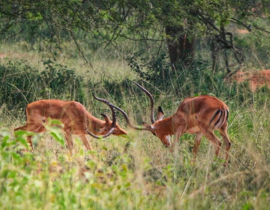 Images African Safaris Pro Tours