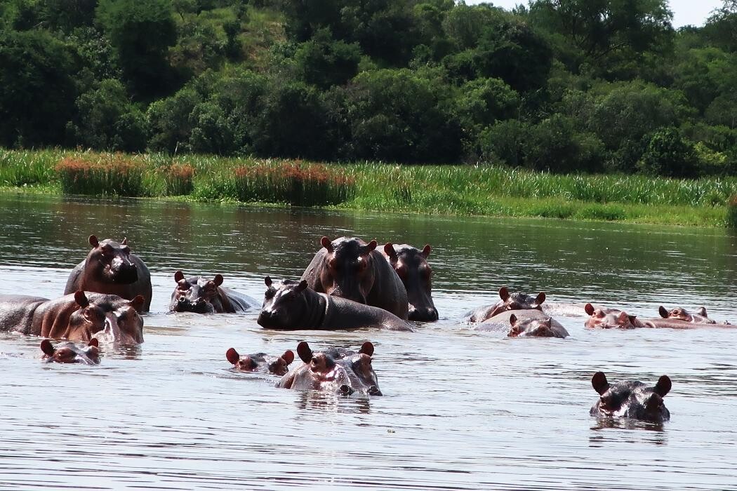 Images African Safaris Pro Tours