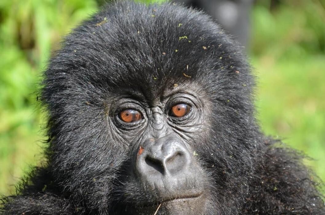 Images African Safaris Pro Tours