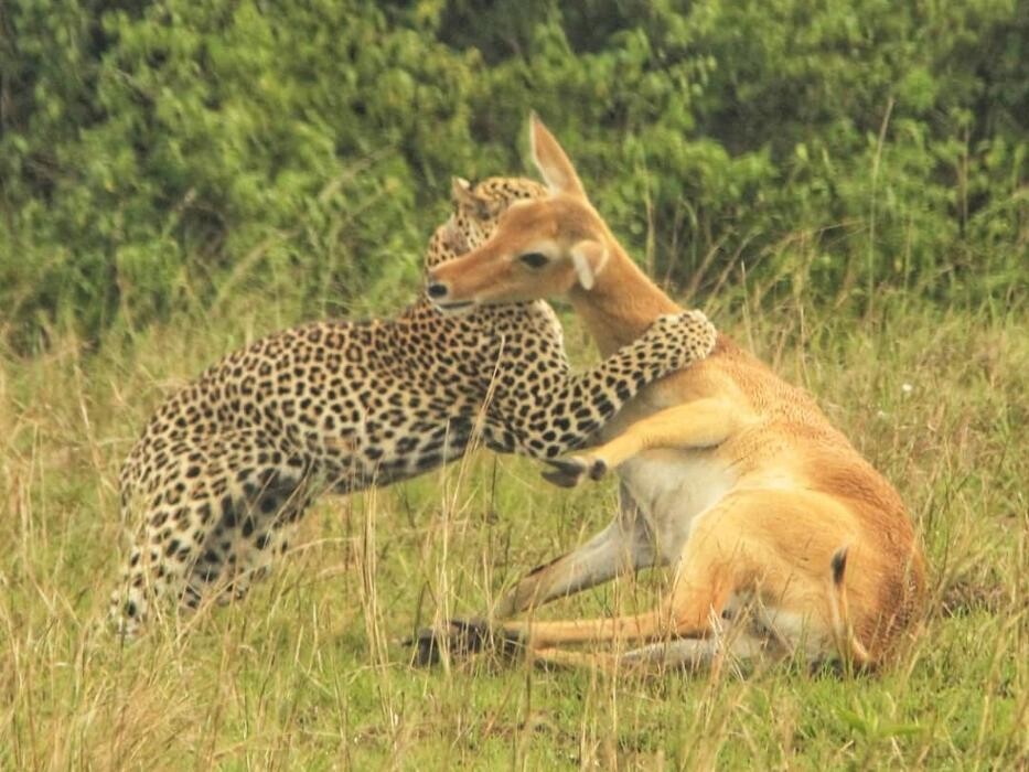 Images African Safaris Pro Tours
