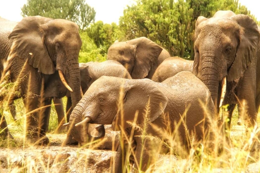 Images African Safaris Pro Tours