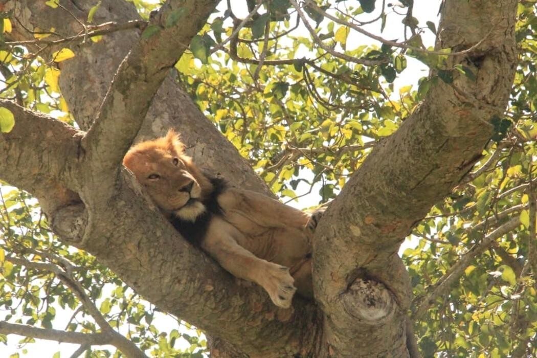Images African Safaris Pro Tours