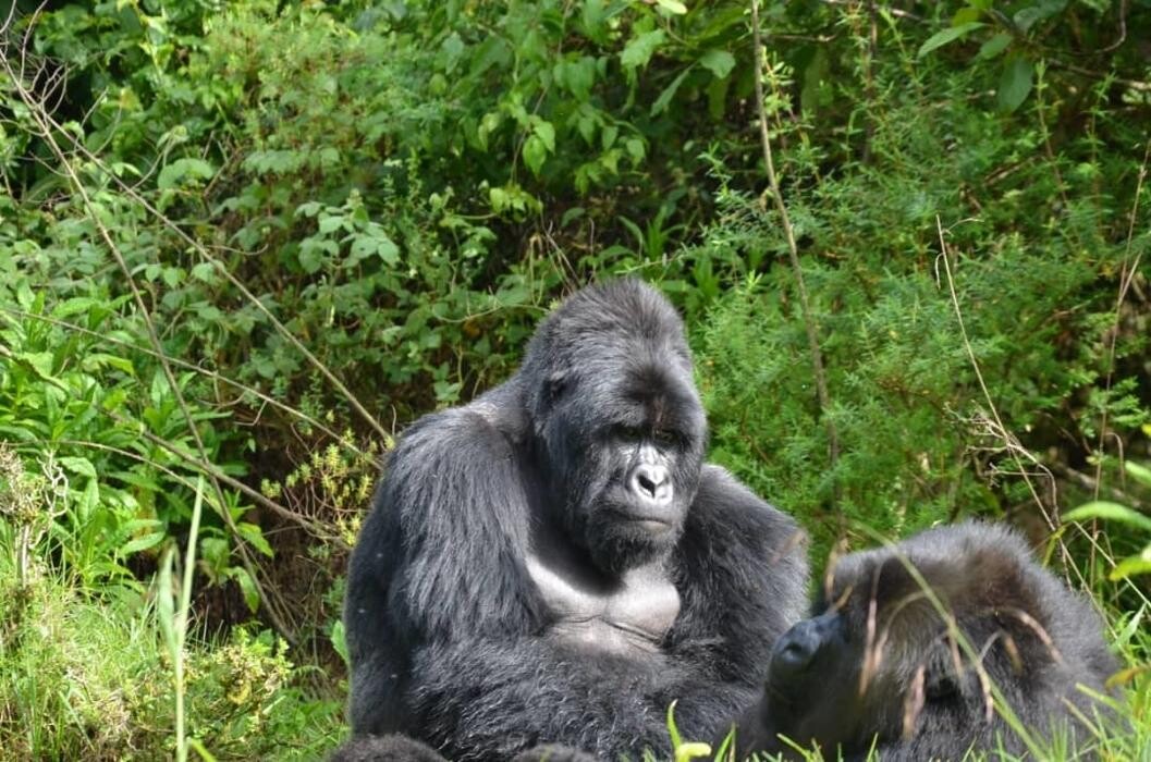 Images African Safaris Pro Tours