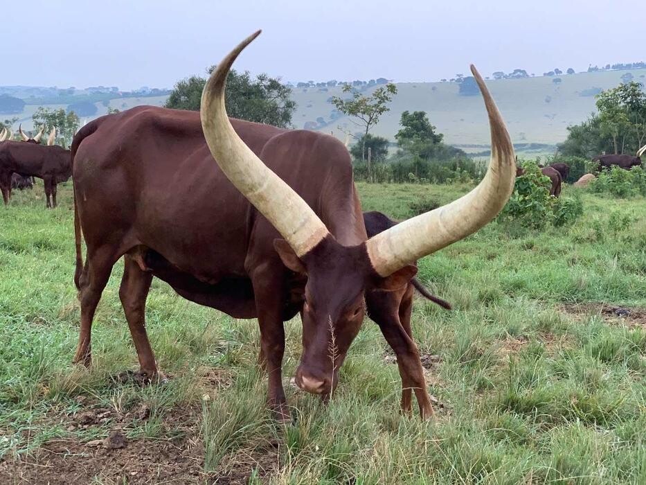 Images African Safaris Pro Tours