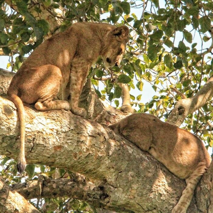 Images African Safaris Pro Tours