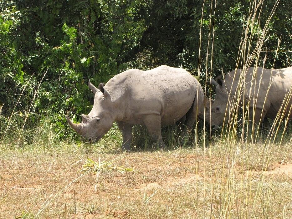 Images African Safaris Pro Tours