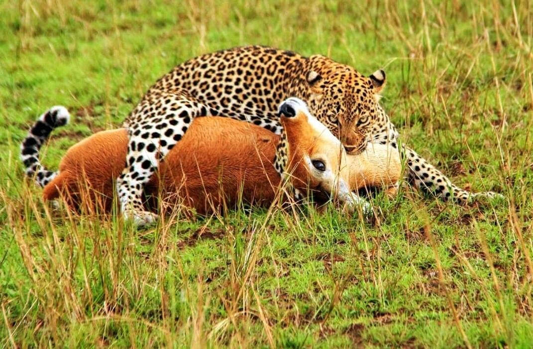 Images African Safaris Pro Tours