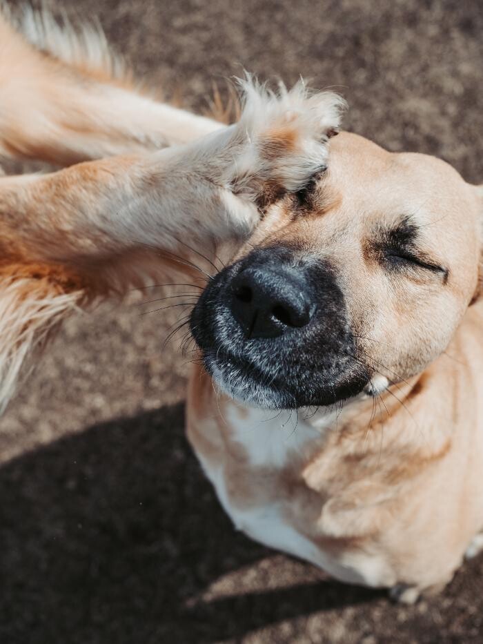 Images The Doghouse - A Canine Academy