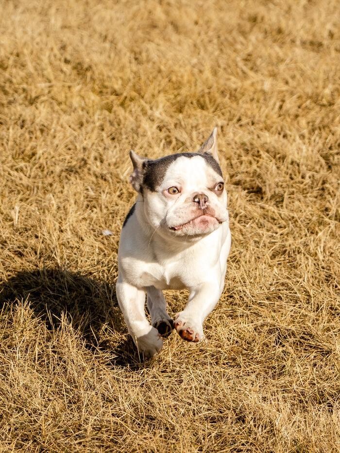 Images The Doghouse - A Canine Academy