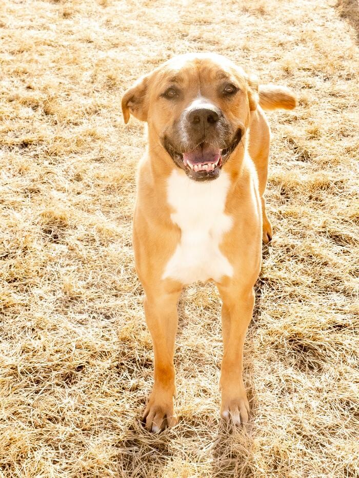 Images The Doghouse - A Canine Academy