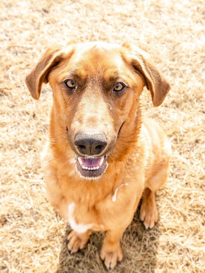 Images The Doghouse - A Canine Academy