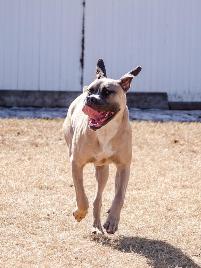 Images The Doghouse - A Canine Academy