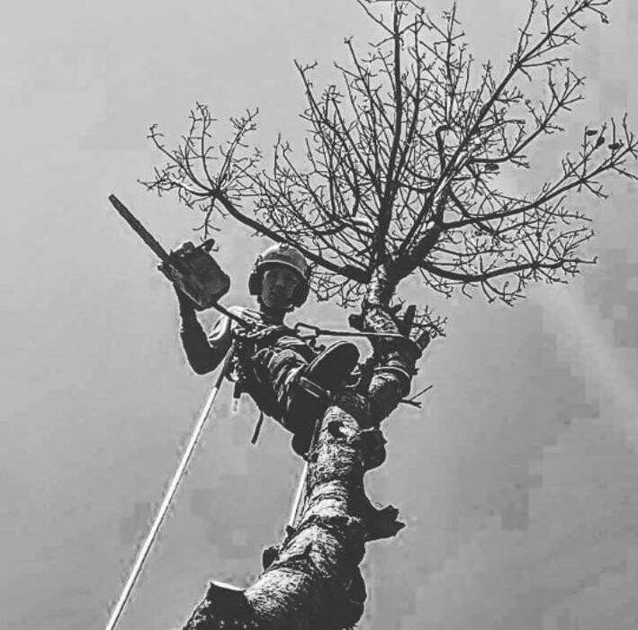 Images Good Feller Tree Care