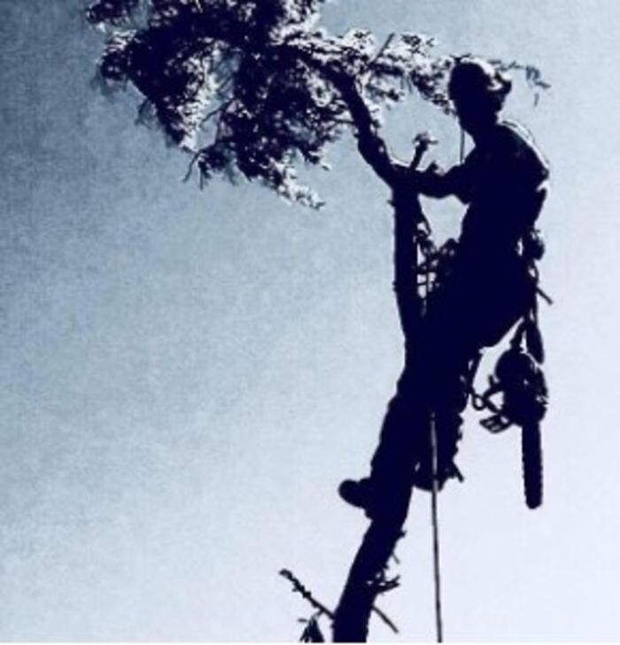 Images Good Feller Tree Care