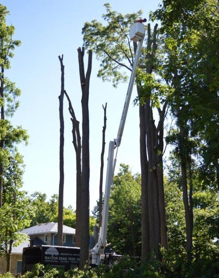 Images Rayzor Edge Tree Service