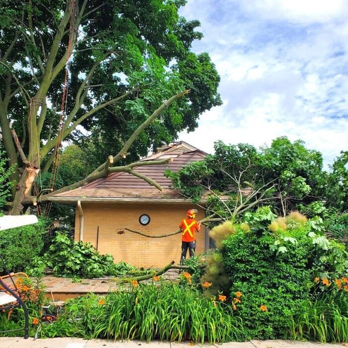 Images Rayzor Edge Tree Service