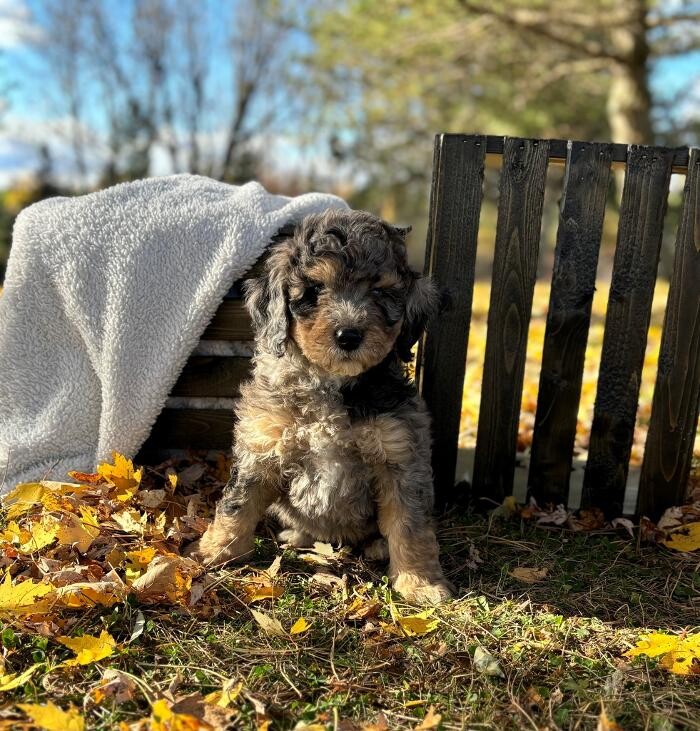 Images Blueridge Bernedoodles