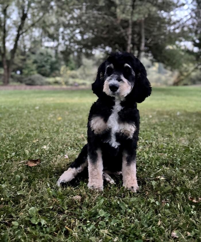 Images Blueridge Bernedoodles