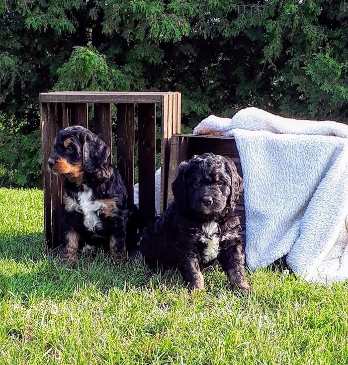 Images Blueridge Bernedoodles