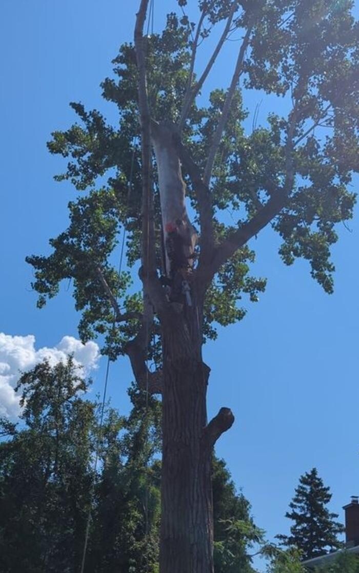 Images Greenleaf Tree Service