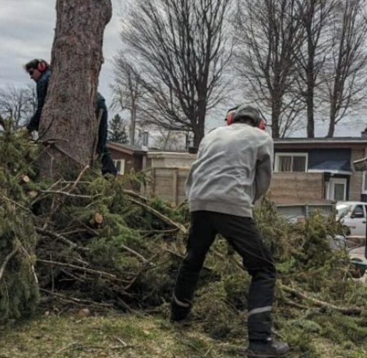 Images Greenleaf Tree Service